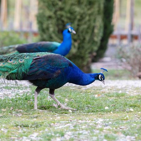 Ca'Novae - Tuscany Farmhouse Montieri Екстер'єр фото